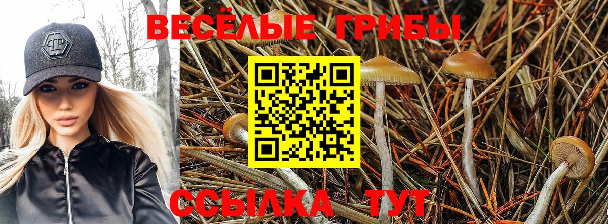 Псилоцибиновые грибы Psilocybe Беслан